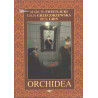 Orchidea